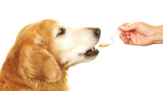 Xanthan gum in dogs  