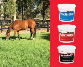 Dicalcium Phosphate Powder For Horses Dicalcium Phosphate Powder For Horses
